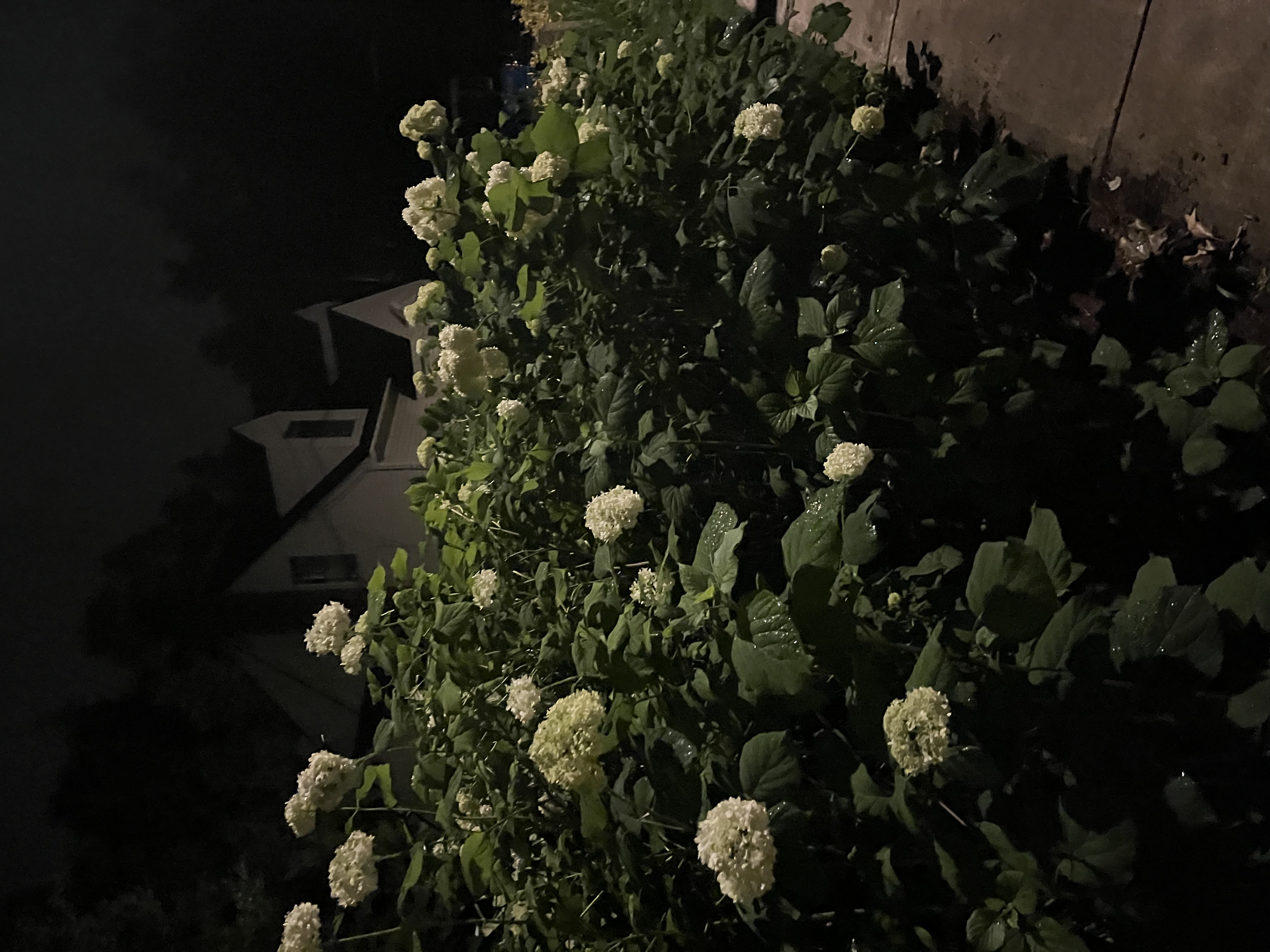 flowers under lamplight